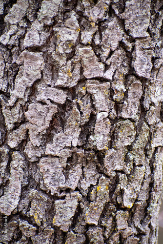 bark of a tree