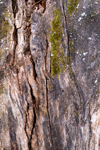 tree texture