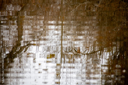 tree reflection in water