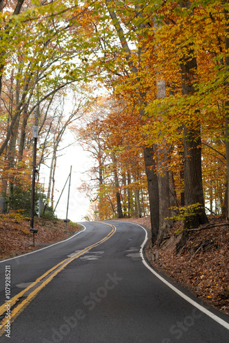 road in autumn forest