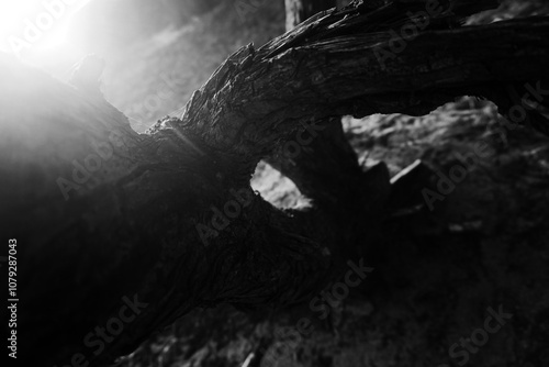 silhouette of a tree