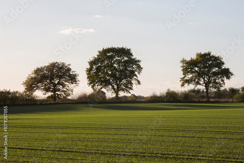 Trees on a field