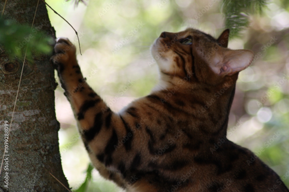 Fototapeta premium Cat scratching tree