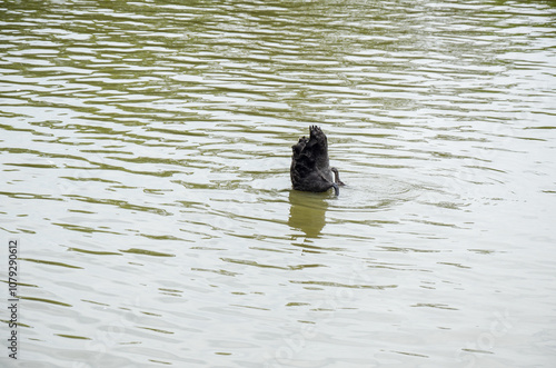 Photo of black swan in lake