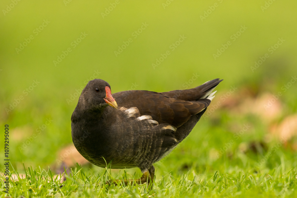 portrait d'une poule d'eau sous une lumière naturelle, très rapproché, très détaillé portrait d'une poule d'eau sous une lumière naturelle, très rapproché, très détaillé