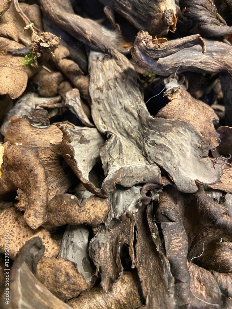 Black trumpet mushrooms background Black trumpet mushrooms background