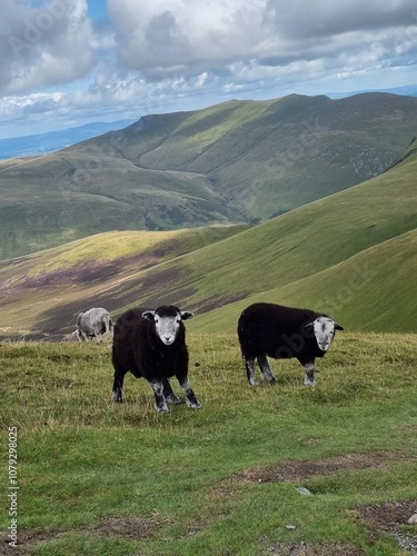 sheep on the meadow