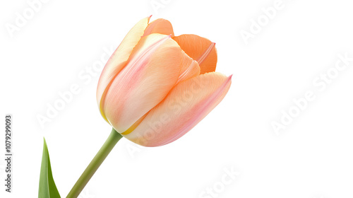 Orange tulip isolated on a white background