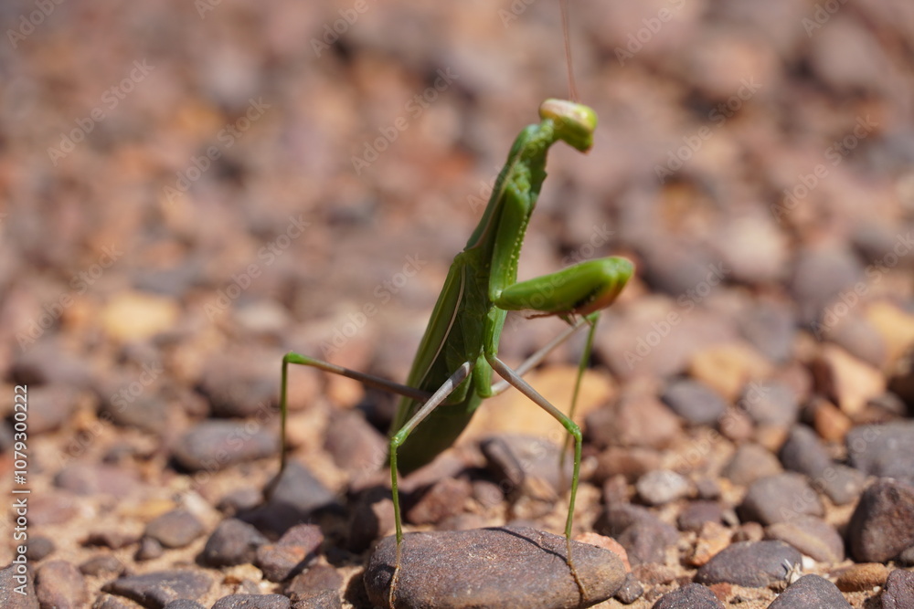 mantis mantis
