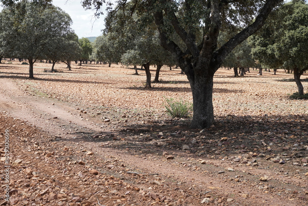 Fototapeta premium Spanish Nature