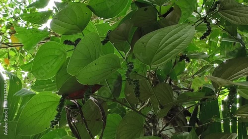 Black pepper plants on plantation or farm with organic green spice fruit seeds and leaves hanging on stem. Wild peppercorn, piperaceae or piper nigrum agriculture or cultivation business concept.