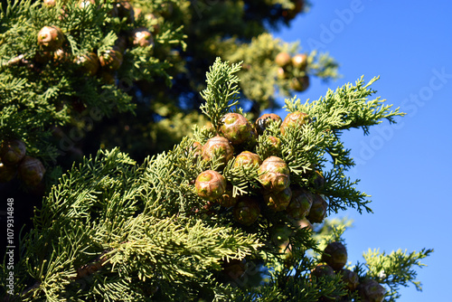 Leaves and fruits of the Me...