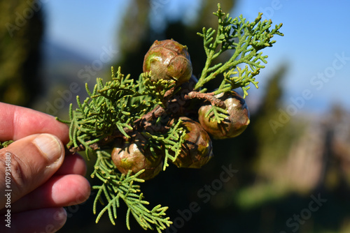 Leaves and fruits of the Mediterranean cypress (Cupressus semper photo