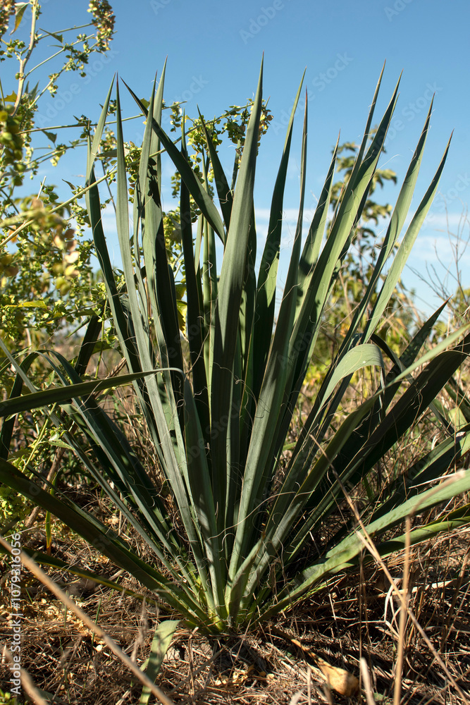 Obraz premium Bush of a wild yucca plant 