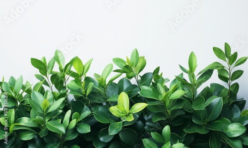 Wallpaper Mural Dense green shrub with vibrant leaves, isolated on a white background. Torontodigital.ca