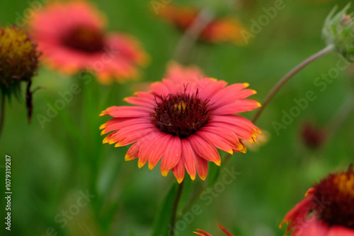 Texas spring season wildflowers closeup in landscape, blanket flower. photo