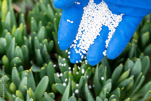 Enrichment of soil with granular NPK fertilizer for better growing and bloom of flowers. Close up of hand in blue glove with granules of mineral fertilizer photo