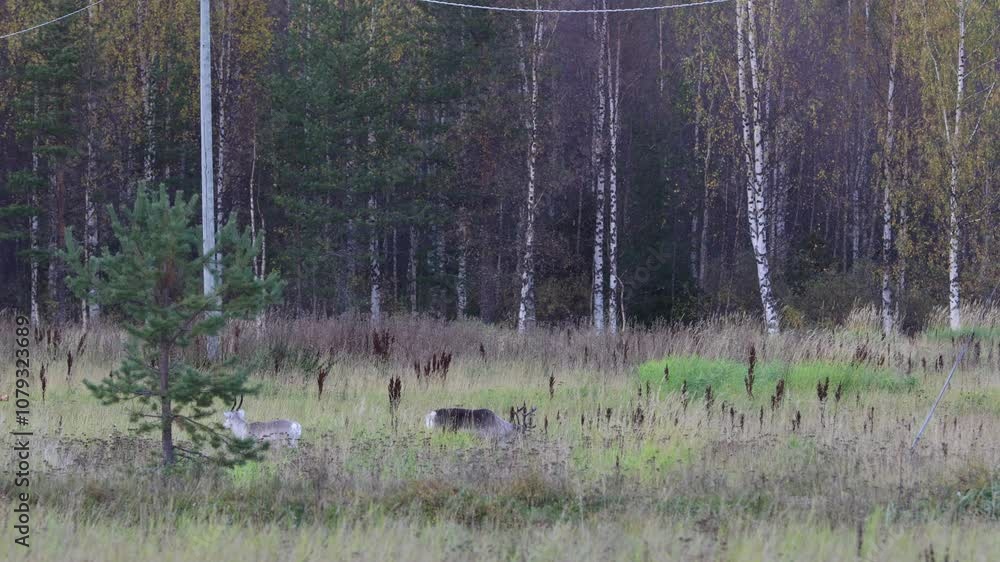 Reindeers in Autumn in Lapland, Northern Finland. Europe