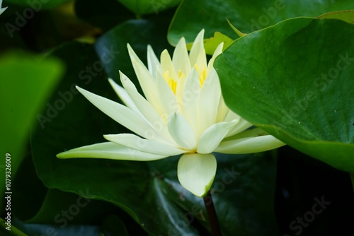 water lily flower.yellow lotus flower