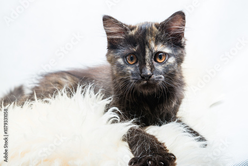 Cute three months old tortoiseshell kitty on synthetic fur on white background photo