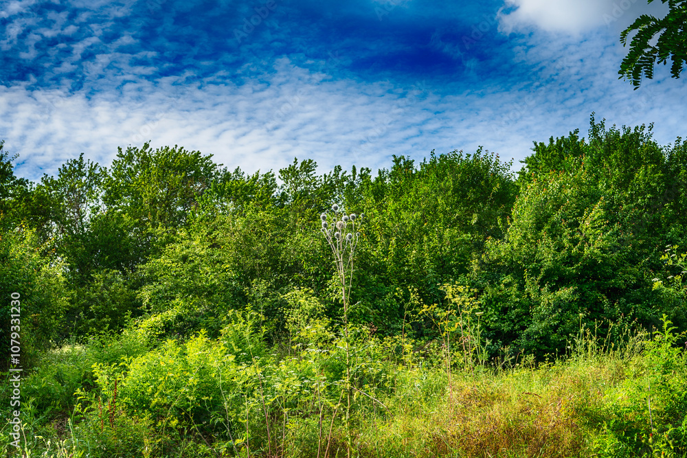 Obraz premium Tall thorn against the background of trees and sky