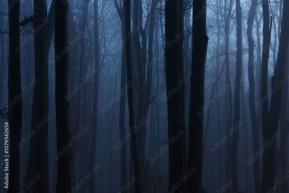 Obraz premium mysterious forest in the fog