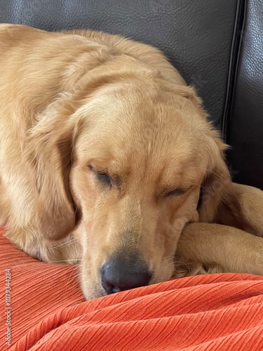 Chien golden retriever dort paisiblement sur le canapé en cuir 