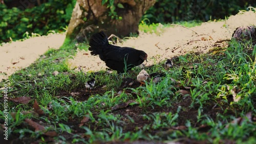 Black Hen and Chicks in Natural SettingBlack Hen Foraging On The Ground With Three Small Chicks Nearby, Surrounded By Green Grass In A Natural Setting From Puerto Rico.