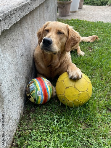 Chien golden retriever joue avec ses ballons dans l’herbe en fermant les yeux