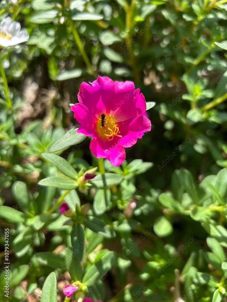 Flor de onze horas roza com abelha polinizando. Flor de onze horas roza com abelha polinizando.