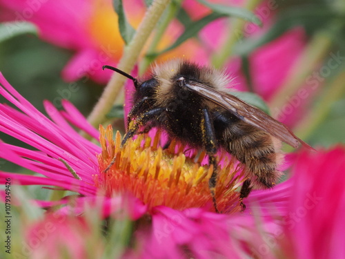 Trzmielec żółty (Bombus campestris) wśród kwiatów w ogrodzie photo