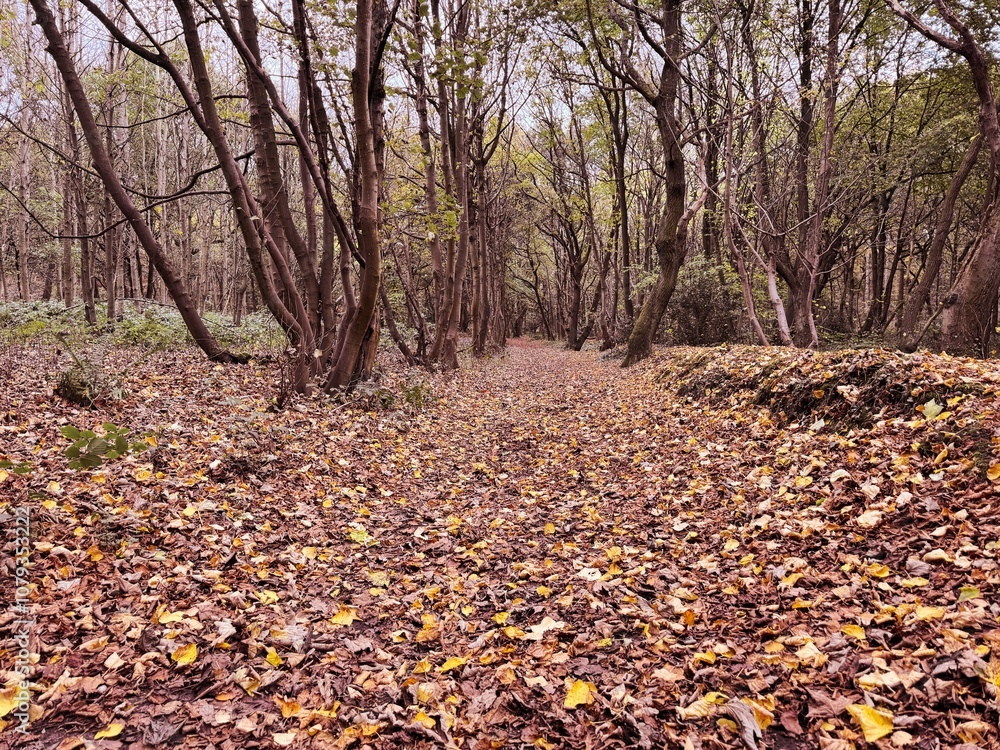 autumn in the forest autumn in the forest