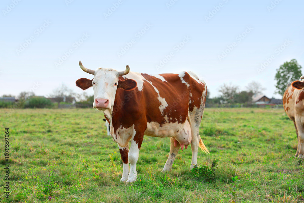 Beautiful cow grazing on green grass outdoors Beautiful cow grazing on green grass outdoors