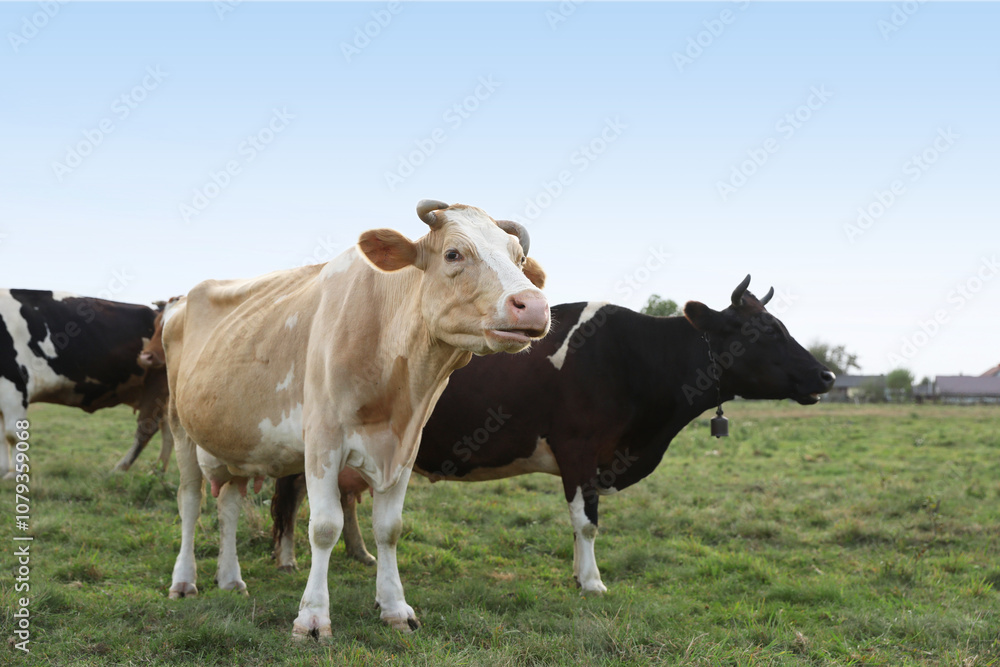 Beautiful cows grazing on green grass outdoors Beautiful cows grazing on green grass outdoors