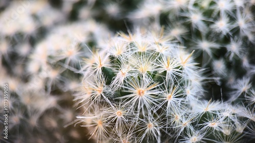 Selected focus cactus texture background. Mammillaria carmenae photo