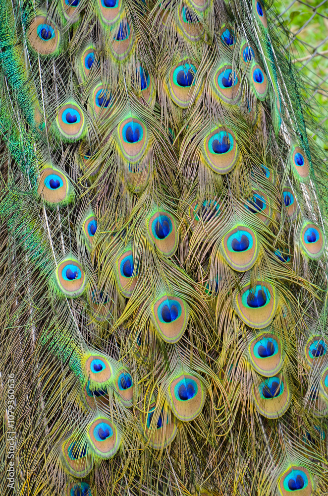 Fototapeta premium A peacock spreading his tail, displaying his plumage