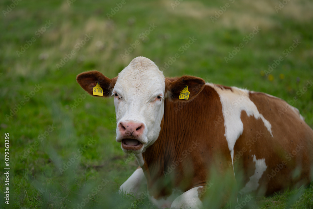 Brown grazing cow. Hereford cows at field. Cow face closeup. Grazing cow at green pasture. Countryside landscape and pasture for cows. Cow herd in the countryside. Cows on farmland. Milk farm. Brown grazing cow. Hereford cows at field. Cow face closeup. Grazing cow at green pasture. Countryside landscape and pasture for cows. Cow herd in the countryside. Cows on farmland. Milk farm.