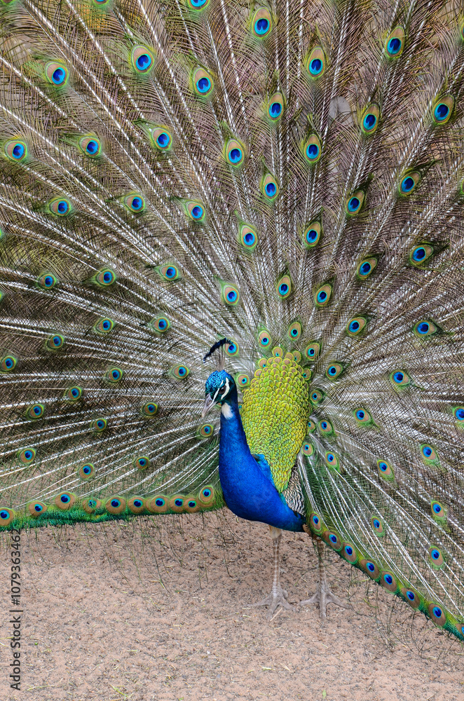 Fototapeta premium A peacock spreading his tail, displaying his plumage