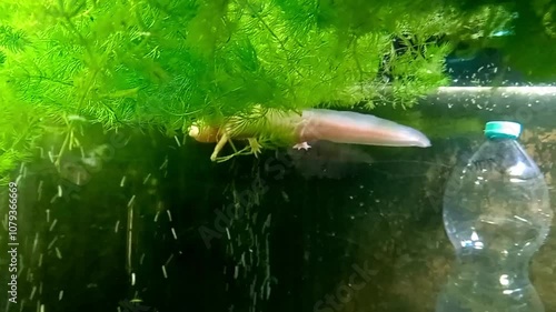 Axolotl swimming in aquarium. Mexican Ambystoma axolotl - neotenic larva photo