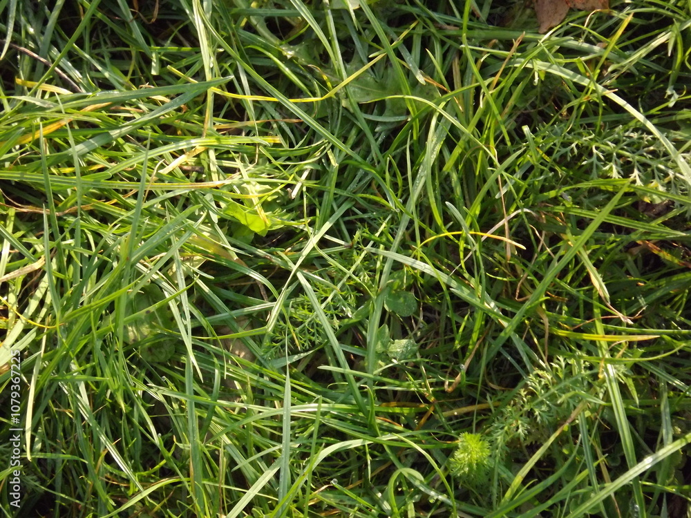 Close-up of grass foliage texture