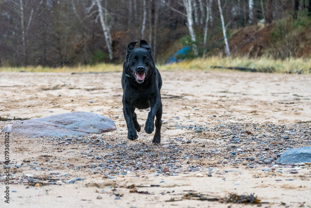 Happy black labrador dog on a beach. Happy dog. Happy black labrador dog on a beach. Happy dog.