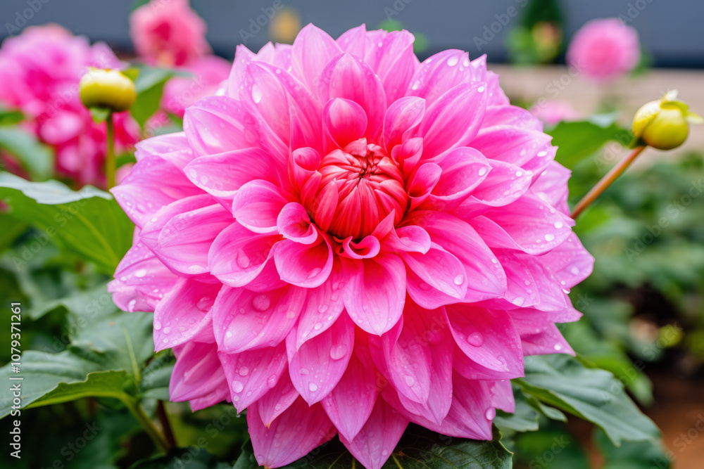 Beautiful pink dahlia blooming in a garden after a refreshing rain shower Beautiful pink dahlia blooming in a garden after a refreshing rain shower
