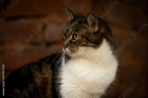 Katzenportrait photo