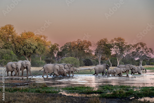 Photography Herd of African elephants (Loxodonta africana), drinking at Khwai river during the sunset, Okavango delta, Moremi, Botswana, Africa