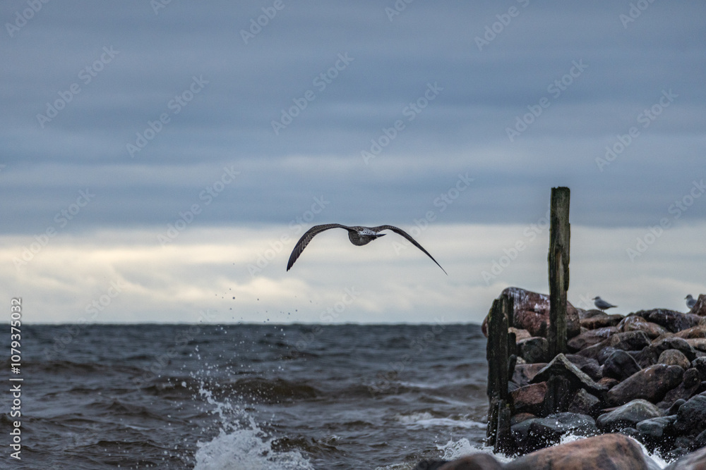 Fototapeta premium A seagull flies over waves and splashes. Breakwater and sky.