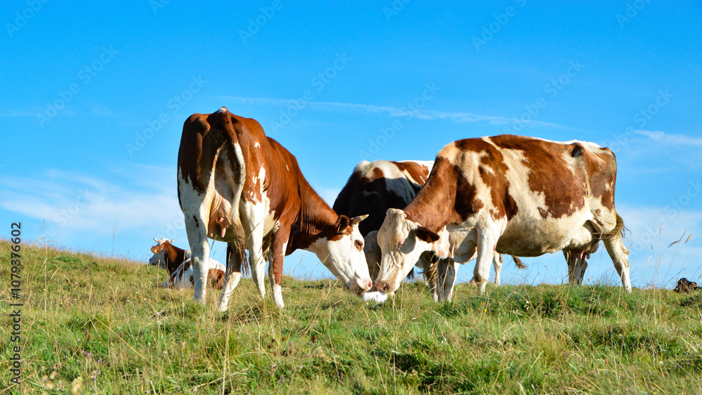a herd of Montbeliarde cows licking a salt lick in the mountain pasture. Salt lick is a simple way to provide animals with a complement of mineral salts. a herd of Montbeliarde cows licking a salt lick in the mountain pasture. Salt lick is a simple way to provide animals with a complement of mineral salts.
