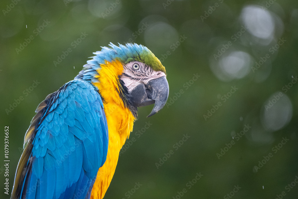 This blue-and-yellow macaw is perched quietly amidst lush green foliage, showcasing its vibrant feathers. It exudes a calm presence in its natural rainforest habitat, adding color to the scenery. This blue-and-yellow macaw is perched quietly amidst lush green foliage, showcasing its vibrant feathers. It exudes a calm presence in its natural rainforest habitat, adding color to the scenery.