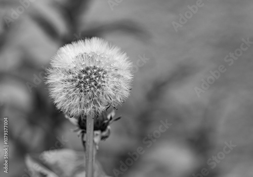 Wallpaper Mural Pusteblume. Geröteter Löwenzahn. Lateinisch: Taraxacum rubicundum (Dahlst.) Dahlst. Aus der Familie der Asteraceae Torontodigital.ca