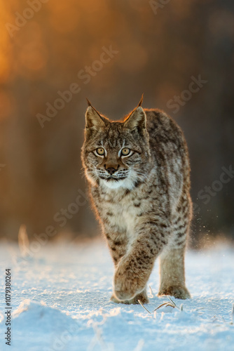 Lynx at frosty sunrise. Young Eurasian lynx, Lynx lynx, walks in snow in cold morning. Beautiful wild cat in winter nature. Beast of prey in natural habitat. Animal with spotted orange fur.
