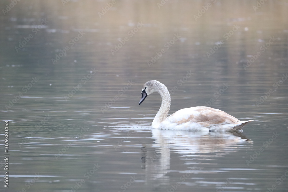 Swan on the water Swan on the water